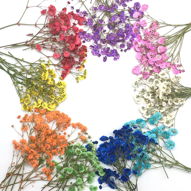 100 Pieces of Baby's Breath Pl - Dried Flower Bookmark บทวิจารณ์และราคา