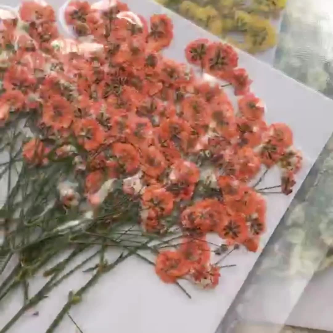 100 Pieces of Baby's Breath Pl - Dried Flower Bookmark บทวิจารณ์และราคา