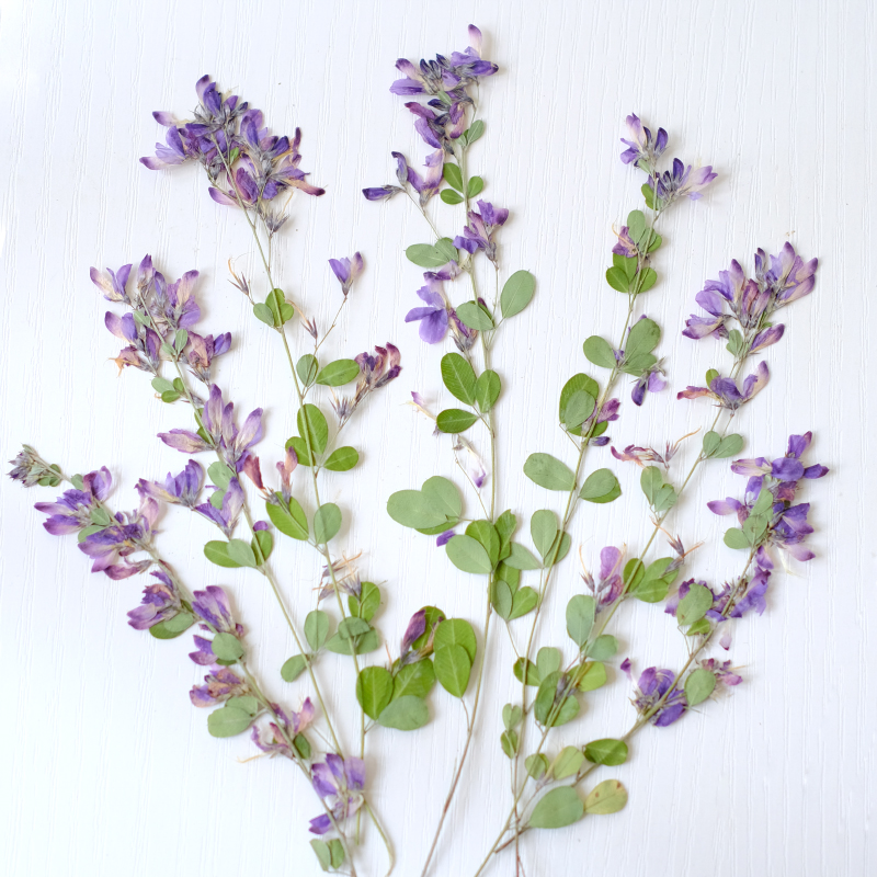 6pcs,nature Lespedeza Formosa  - Dried Flower Bookmark บทวิจารณ์และราคา