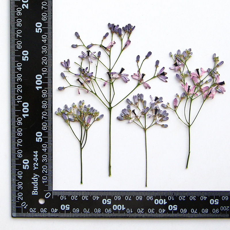 120pcs Pressed Dried Melia aze - Dried Flower Bookmark บทวิจารณ์และราคา