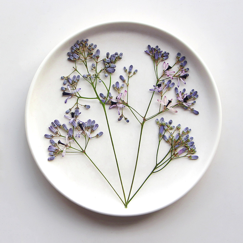 120pcs Pressed Dried Melia aze - Dried Flower Bookmark บทวิจารณ์และราคา