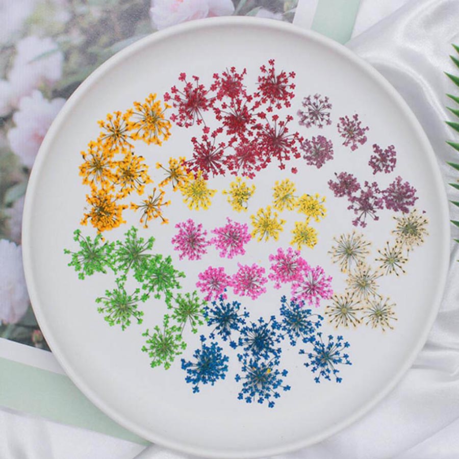 60pcs Pressed Dried 15-20mm Am - Dried Flower Bookmark บทวิจารณ์และราคา