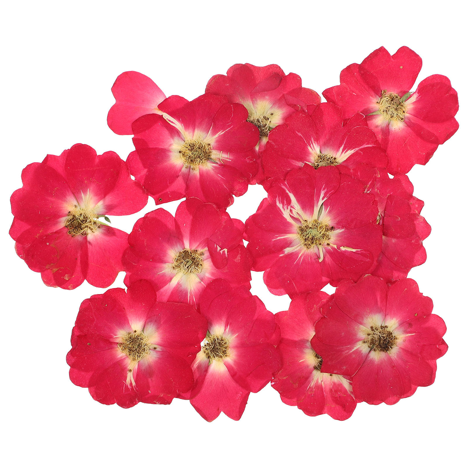 12Pcs Natural Dried Rose Press - Pressed Flower Art บทวิจารณ์และราคา