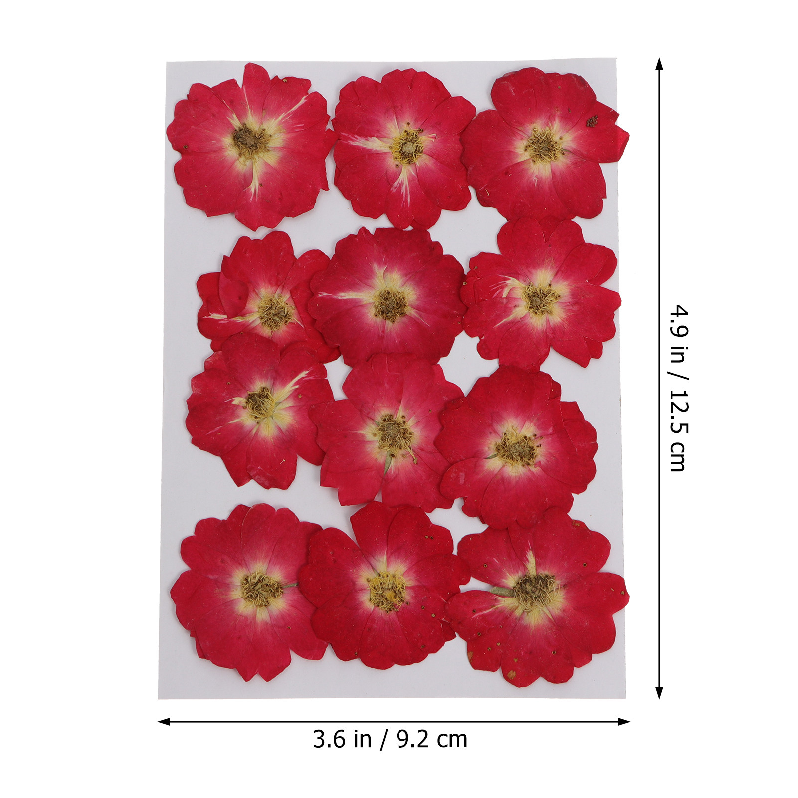12Pcs Natural Dried Rose Press - Pressed Flower Art บทวิจารณ์และราคา