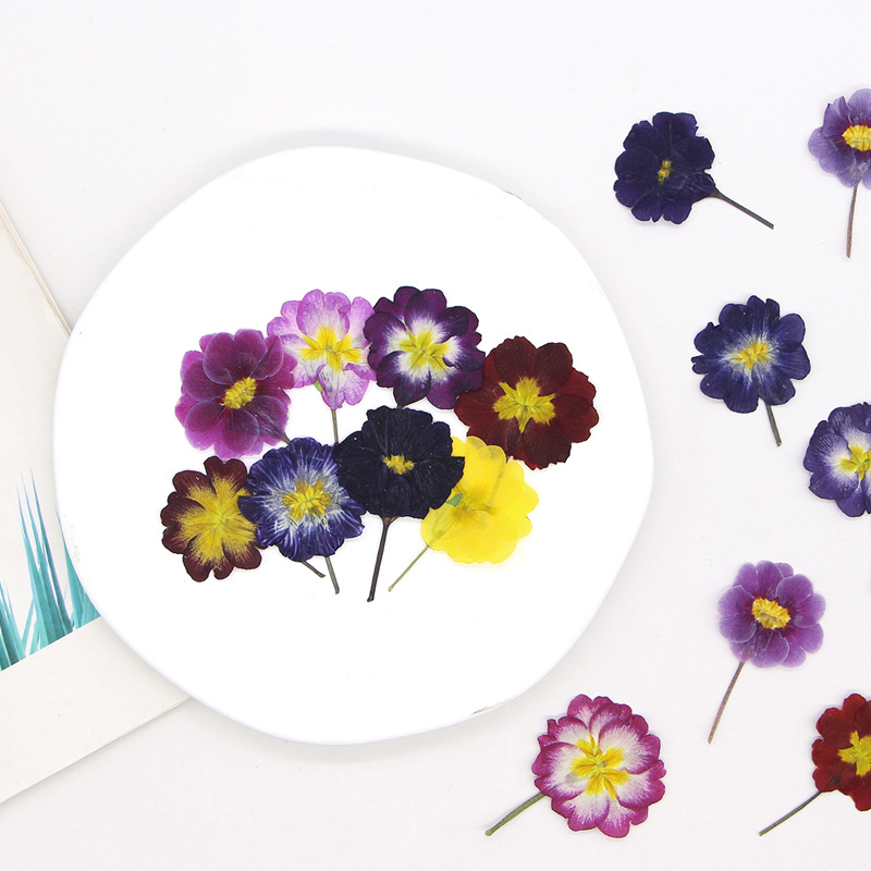 48Pcs European Primrose Teachi - Dried Flower Bookmark บทวิจารณ์และราคา
