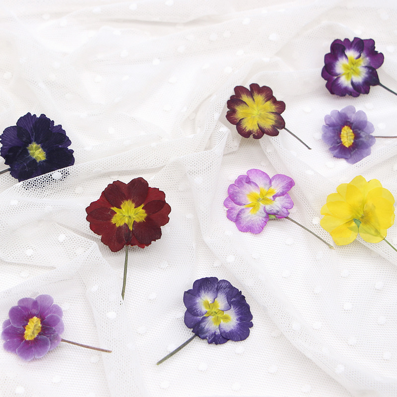 48Pcs European Primrose Teachi - Dried Flower Bookmark บทวิจารณ์และราคา