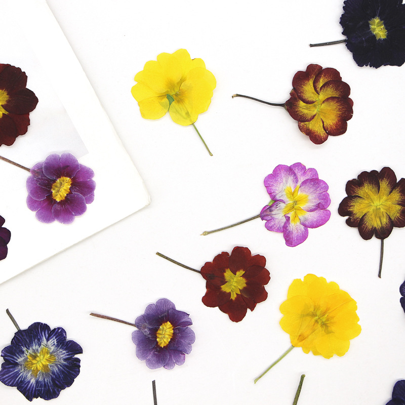 48Pcs European Primrose Teachi - Dried Flower Bookmark บทวิจารณ์และราคา