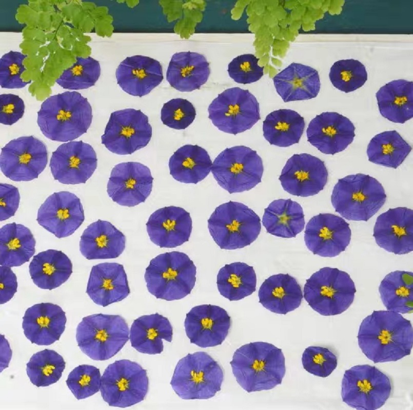 100pcs Pressed Dried Lycianthe - Dried Flower Bookmark บทวิจารณ์และราคา