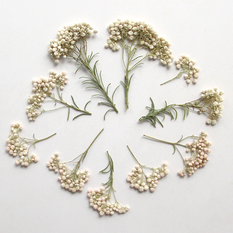 12pcs,Nature Millet flower bra - Dried Flower Bookmark บทวิจารณ์และราคา