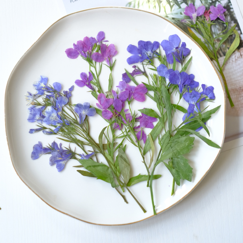 6pcs/8-13cm,nature Lobelia Eri - Dried Flower Bookmark บทวิจารณ์และราคา