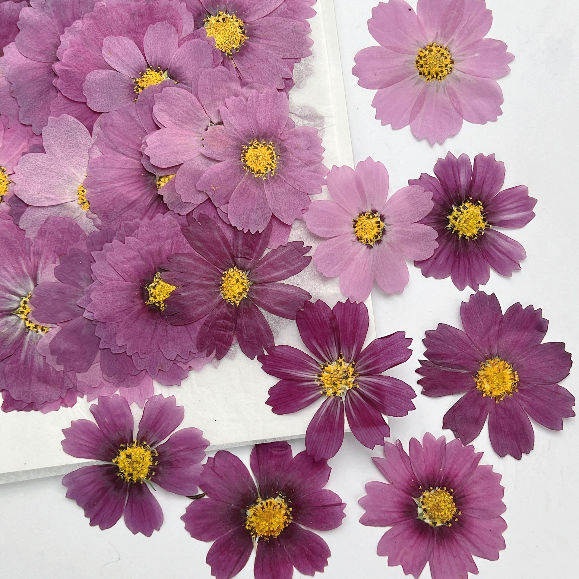 100Pcs Cosmos Dried Flower Pre - Dried Flower Bookmark บทวิจารณ์และราคา