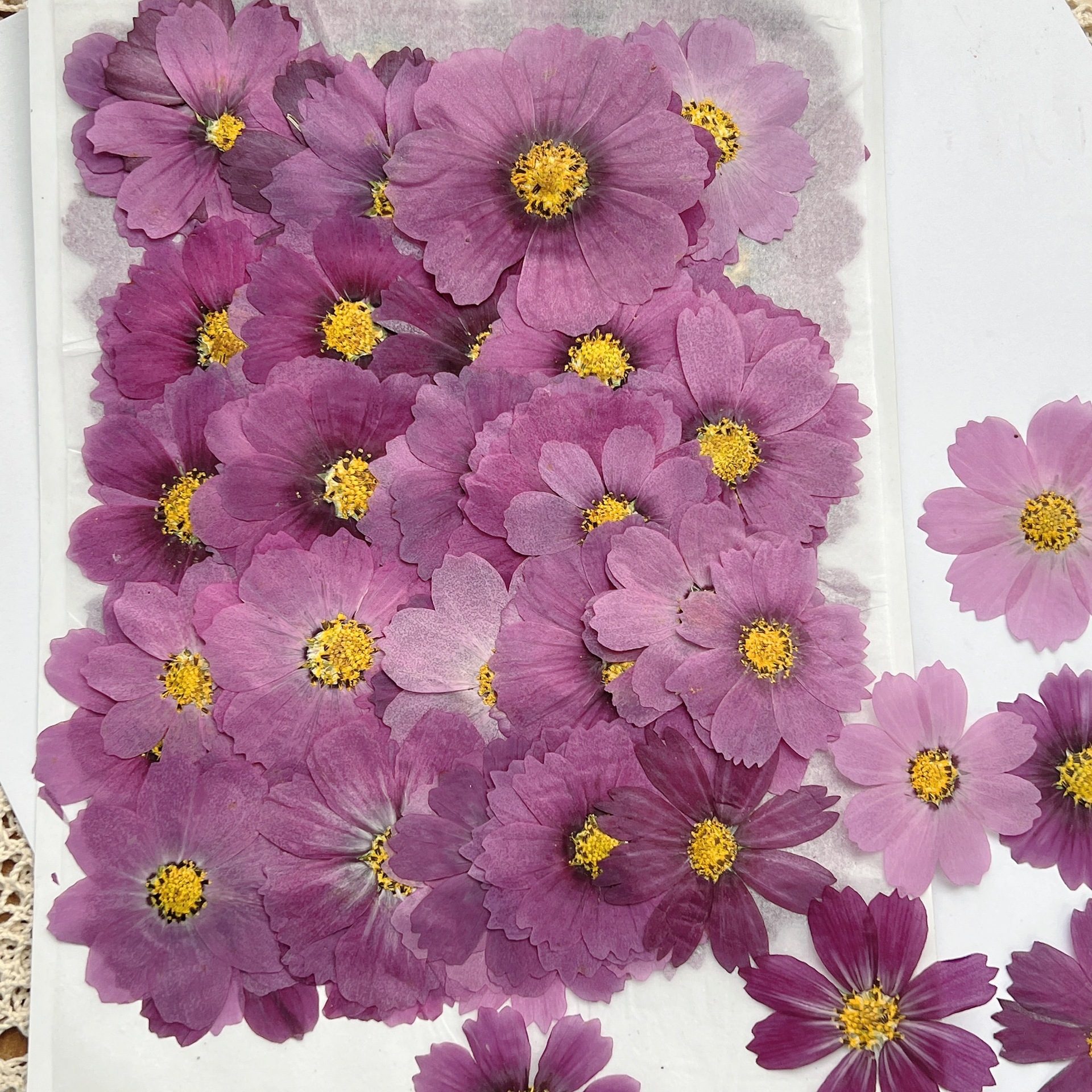 100Pcs Cosmos Dried Flower Pre - Dried Flower Bookmark บทวิจารณ์และราคา
