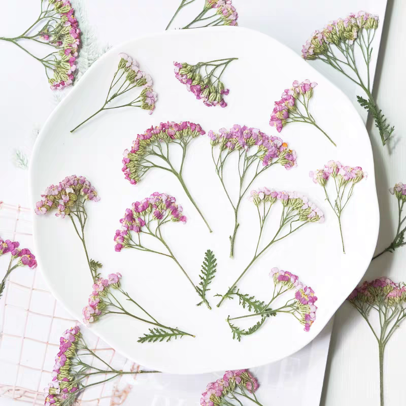 60pcs Pressed Dried Yarrow Ach - Dried Flower Bookmark บทวิจารณ์และราคา