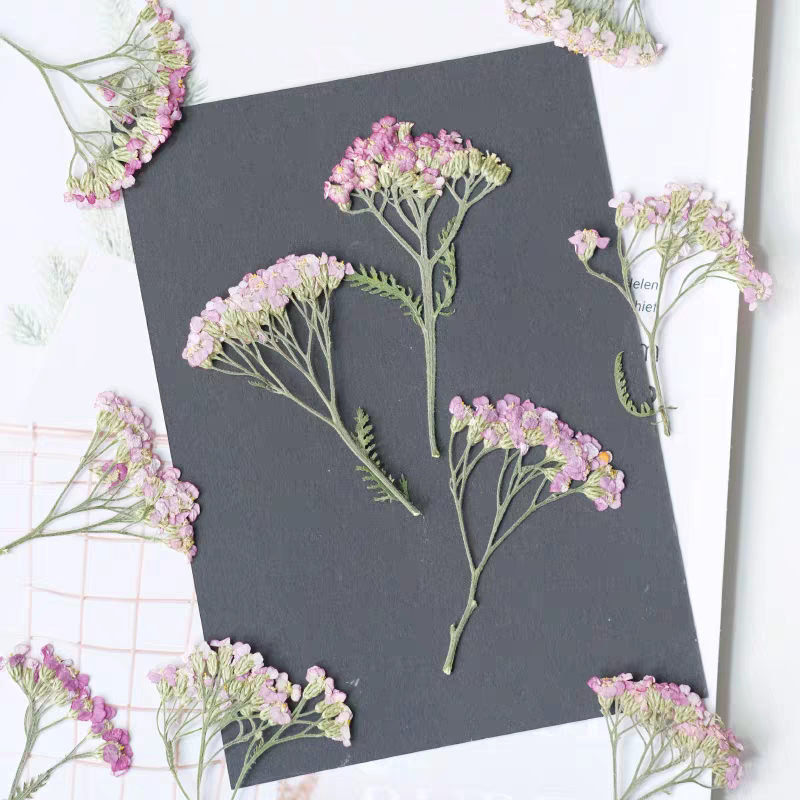 60pcs Pressed Dried Yarrow Ach - Dried Flower Bookmark บทวิจารณ์และราคา