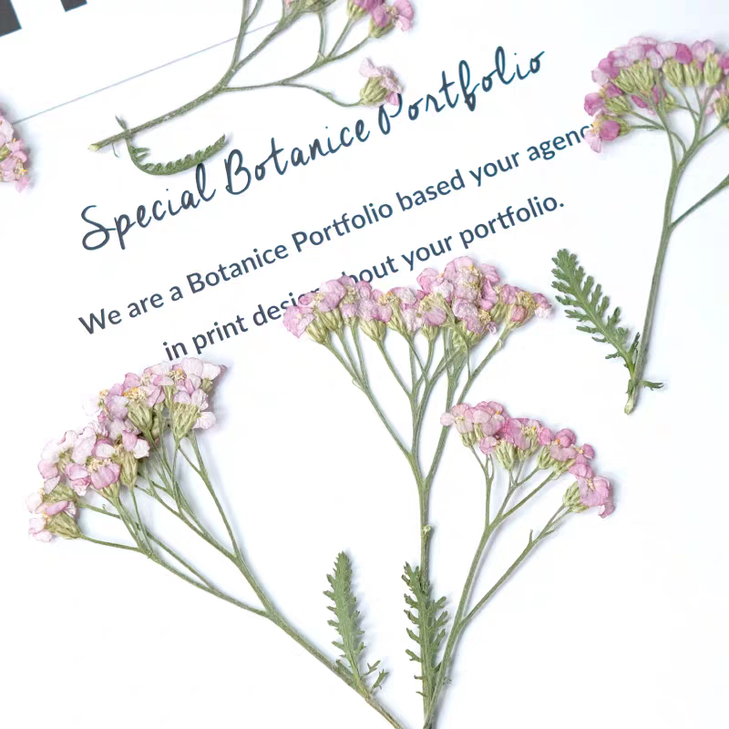 60pcs Pressed Dried Yarrow Ach - Dried Flower Bookmark บทวิจารณ์และราคา