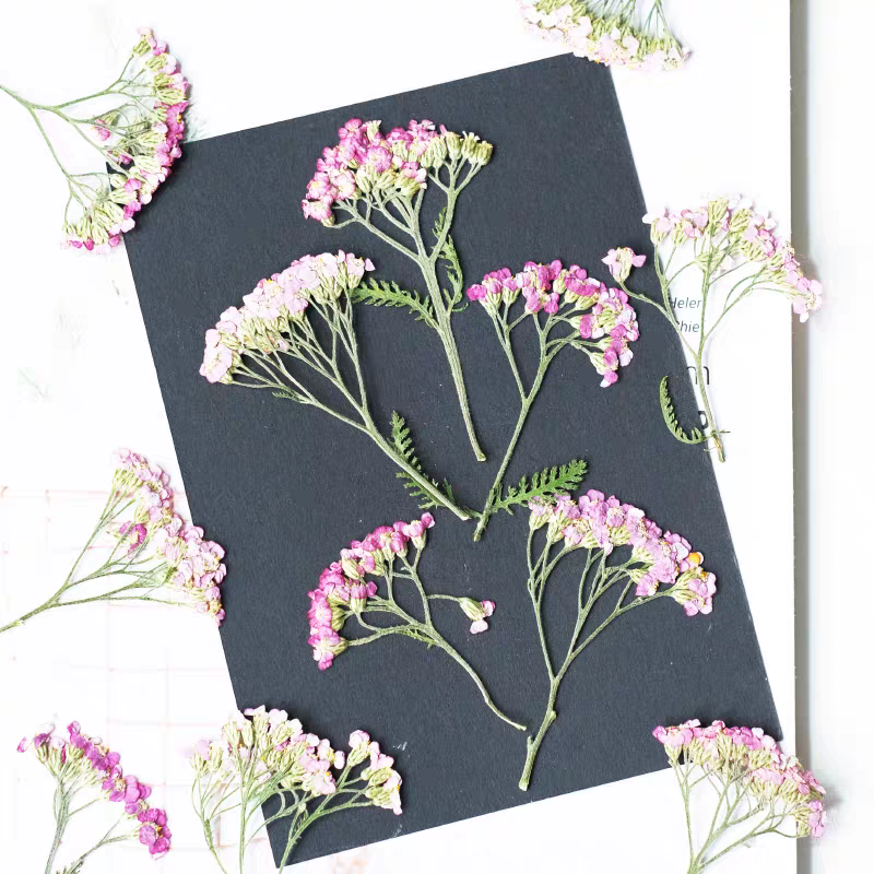 60pcs Pressed Dried Yarrow Ach - Dried Flower Bookmark บทวิจารณ์และราคา
