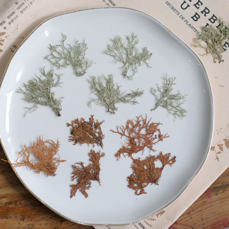 12pcs,Seaweed aquatic plants d - Dried Flower Bookmark บทวิจารณ์และราคา