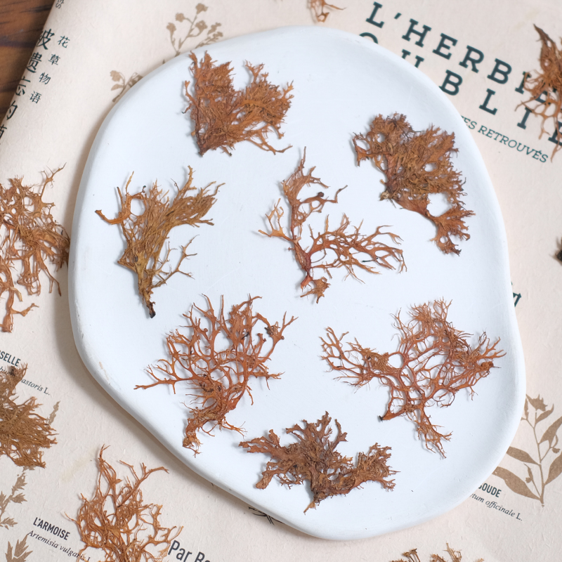 12pcs,Seaweed aquatic plants d - Dried Flower Bookmark บทวิจารณ์และราคา