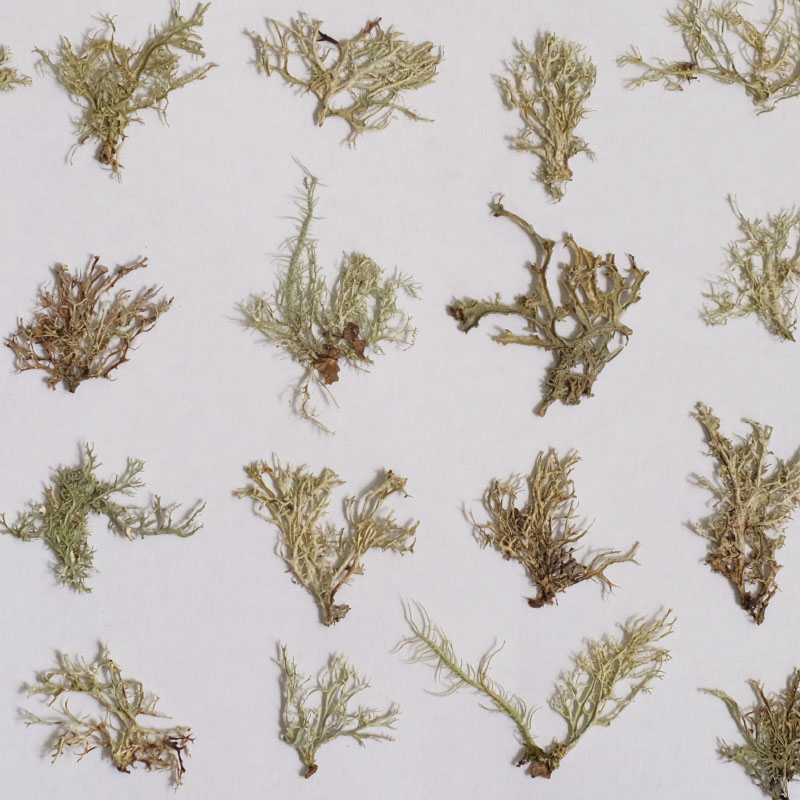 12pcs,Seaweed aquatic plants d - Dried Flower Bookmark บทวิจารณ์และราคา