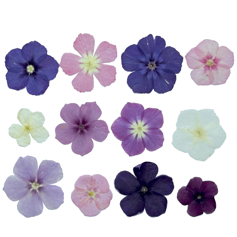 12pcs,Semi-Transparent Niche P - Dried Flower Bookmark บทวิจารณ์และราคา