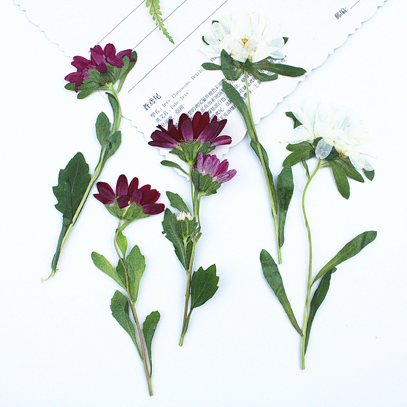 24pcs,Mini Chrysanthemum Press - Dried Flower Bookmark บทวิจารณ์และราคา