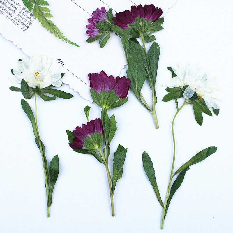 24pcs,Mini Chrysanthemum Press - Dried Flower Bookmark บทวิจารณ์และราคา