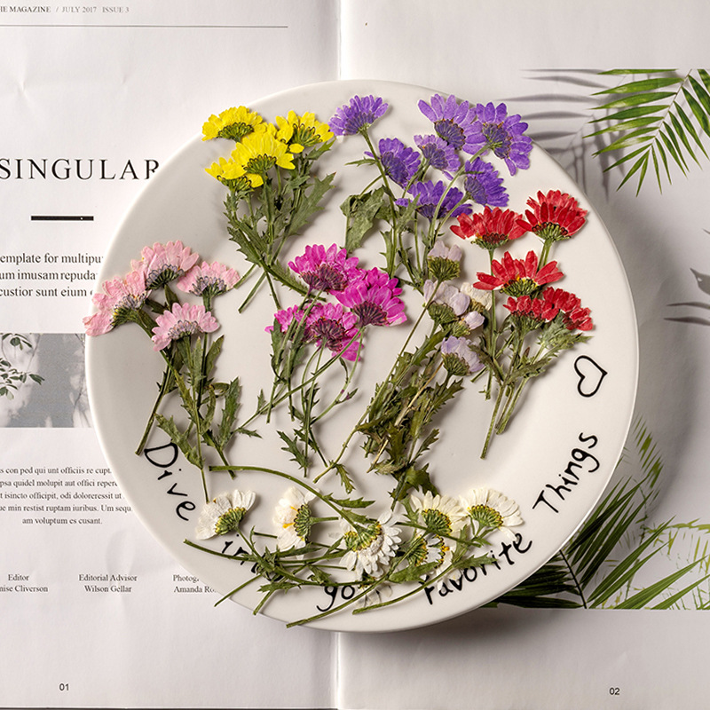 5-8cm/24pcs,Side pressed cryst - Dried Flower Bookmark บทวิจารณ์และราคา